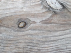 Textures: Wood Grain (21)